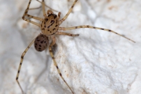 La Scytie ou l'Araigne cracheuse. Un mle (Araneae - Scytodidae - Scytodes thoracica)